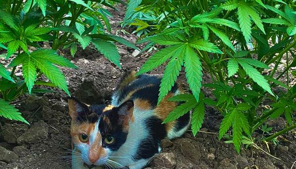 Katama und Chefchaouen: Cannabis & Urlaub in Marokko