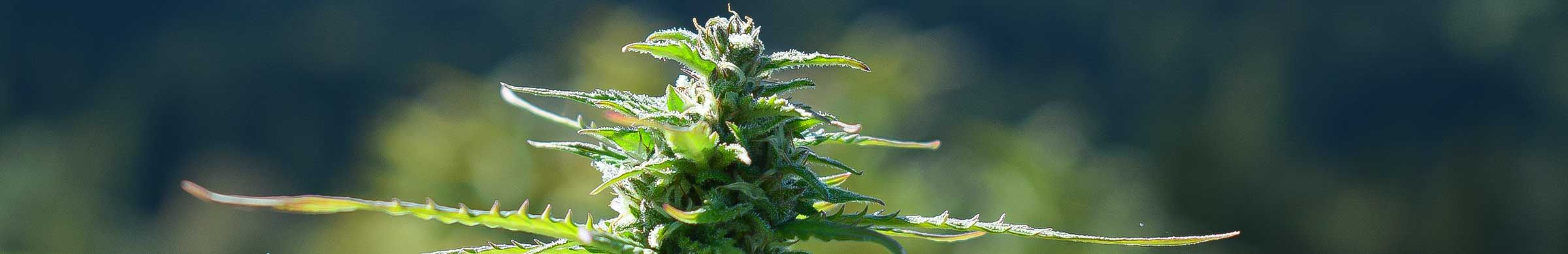cannabis urlaub fichtelberg